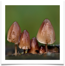 Dunham 3 - Fungii Family - Chris Beesley